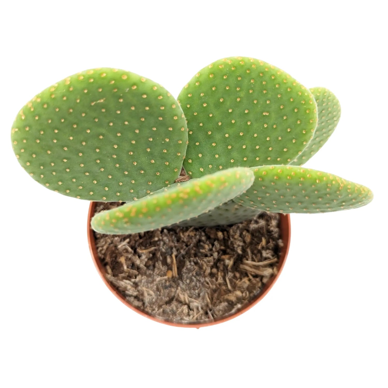 Opuntia Micro Inermis - Bunny Ear Cactus Leaf Culture