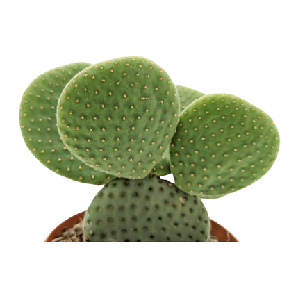 Opuntia Micro Inermis - Bunny Ear Cactus Leaf Culture