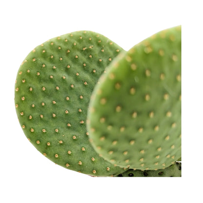 Opuntia Micro Inermis - Bunny Ear Cactus Leaf Culture