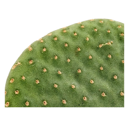 Opuntia Micro Inermis - Bunny Ear Cactus Leaf Culture