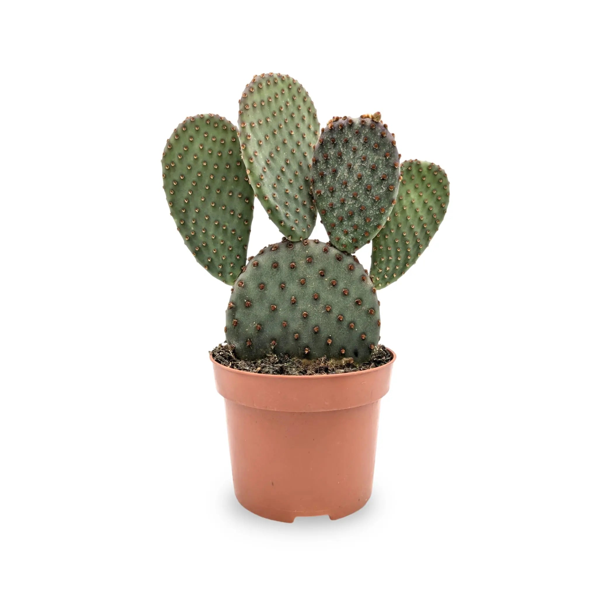 Opuntia Micro Inermis - Bunny Ear Cactus Leaf Culture