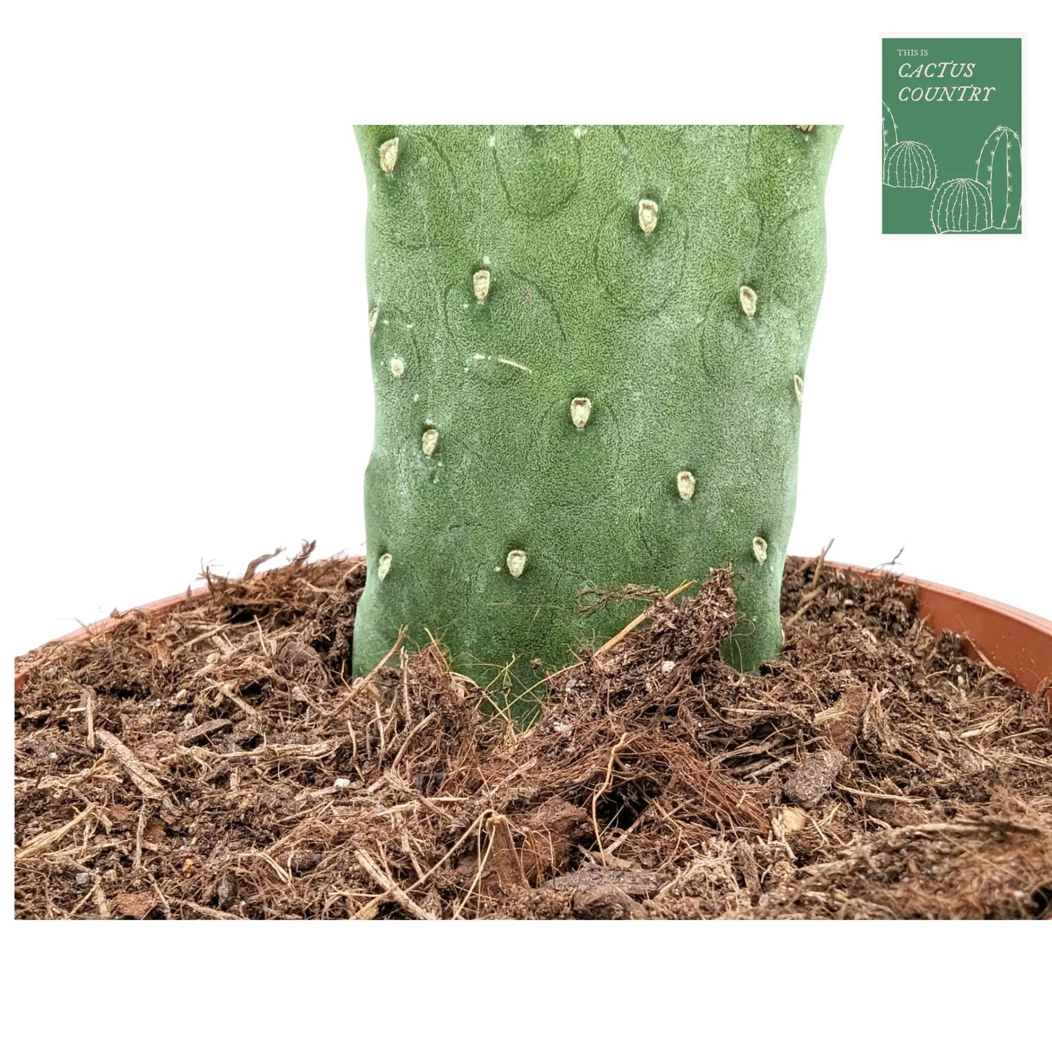 Opuntia - Roadkill Cactus Leaf Culture