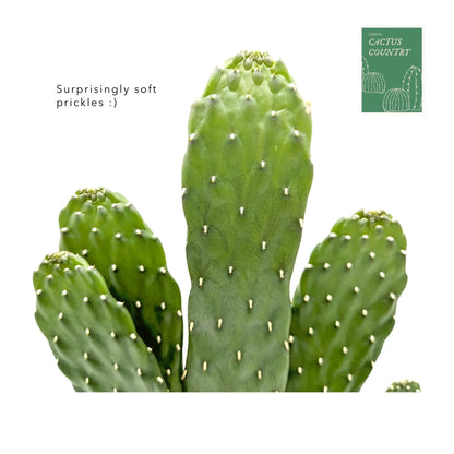 Opuntia - Roadkill Cactus Leaf Culture