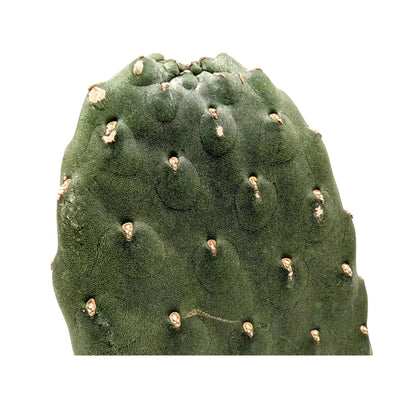 Opuntia - Roadkill Cactus Leaf Culture