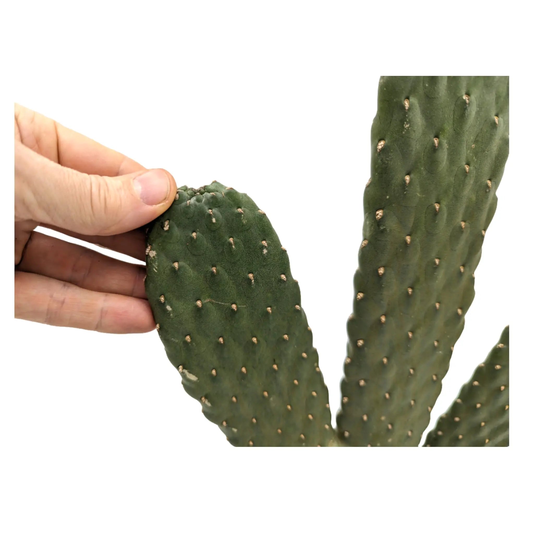 Opuntia - Roadkill Cactus Leaf Culture