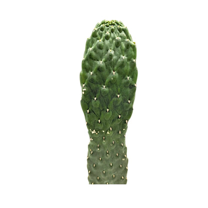 Opuntia - Roadkill Cactus Leaf Culture