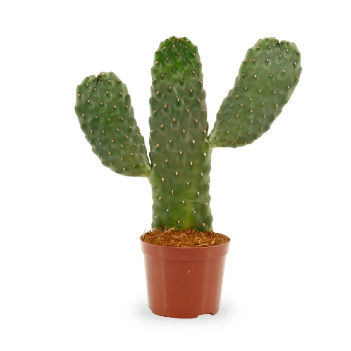 Opuntia - Roadkill Cactus Leaf Culture