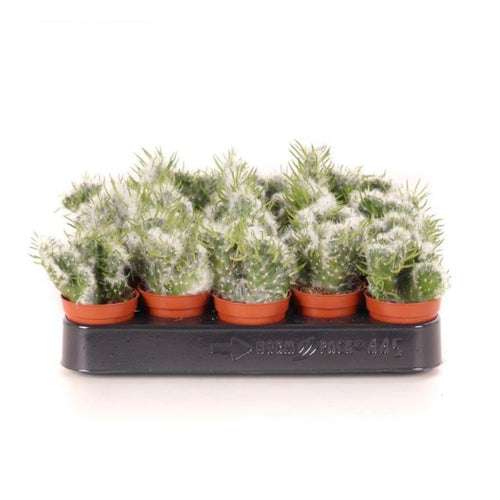 Opuntia Vestita Cristata | Cactus Leaf Culture