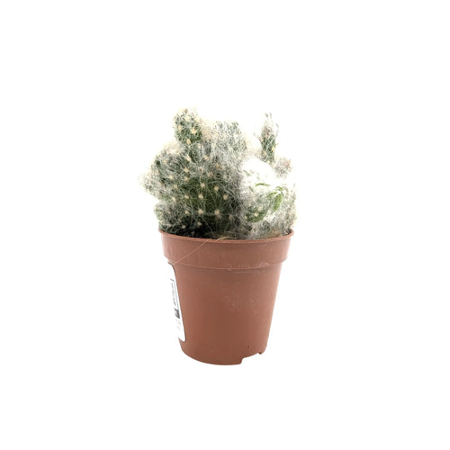 Opuntia Vestita Cristata | Cactus Leaf Culture