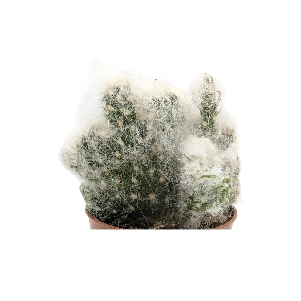 Opuntia Vestita Cristata | Cactus_2_main