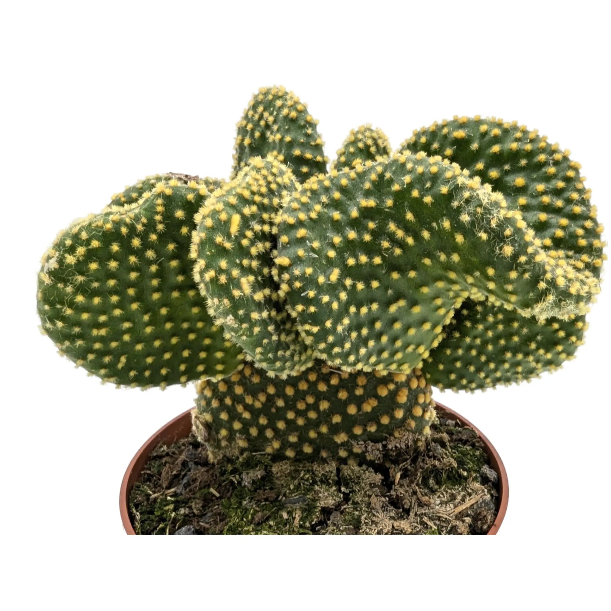 Opuntia microdasys Cristata Leaf Culture