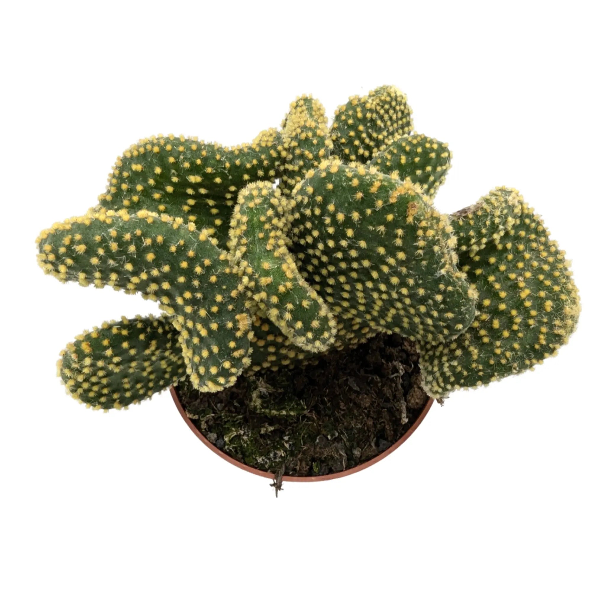 Opuntia microdasys Cristata Leaf Culture