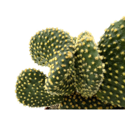 Opuntia microdasys Cristata Leaf Culture