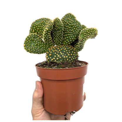 Opuntia microdasys Cristata Leaf Culture