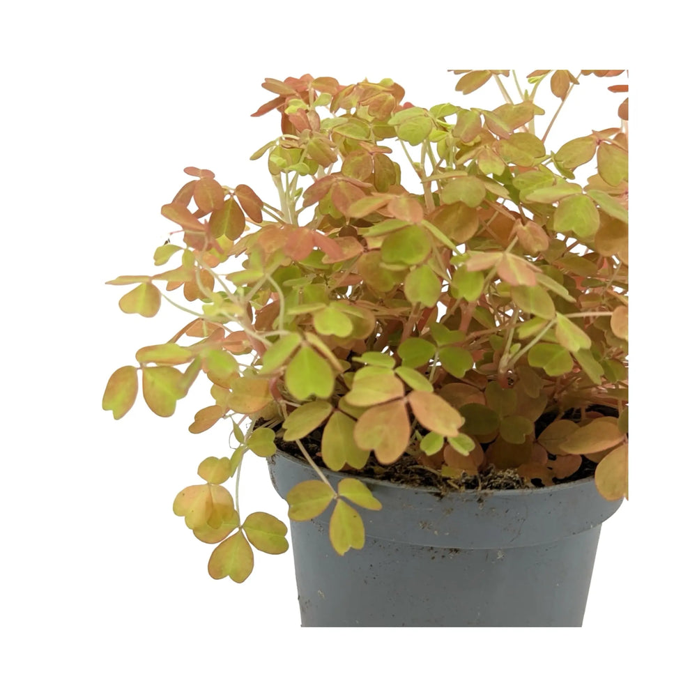 Oxalis Sunset Velvet | False Shamrock_2_main