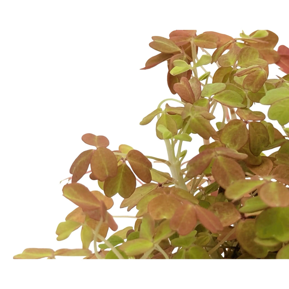 Oxalis Sunset Velvet | False Shamrock_3_main
