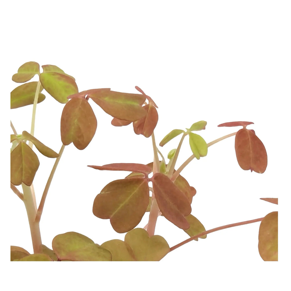 Oxalis Sunset Velvet | False Shamrock_5_main