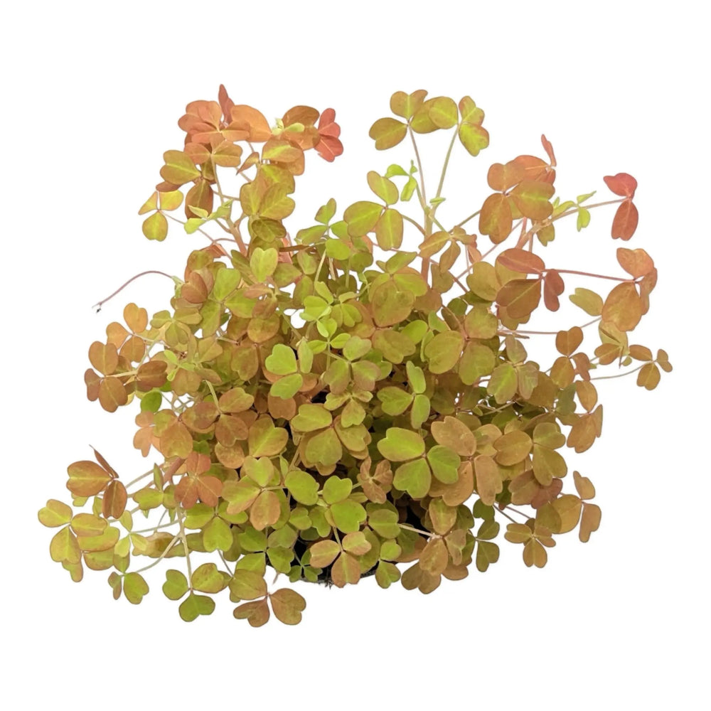 Oxalis Sunset Velvet | False Shamrock_4_main
