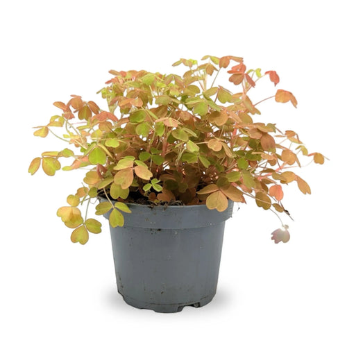 Oxalis Sunset Velvet | False Shamrock Leaf Culture