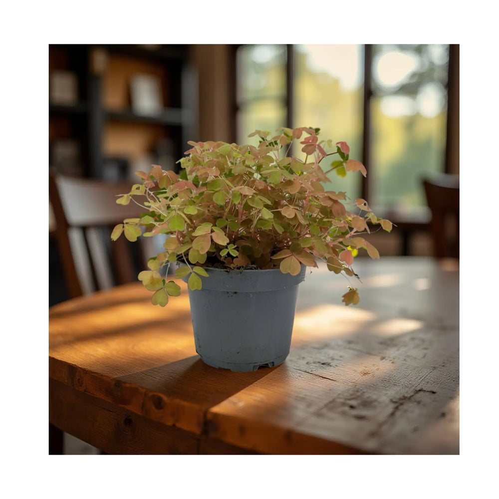 Oxalis Sunset Velvet | False Shamrock_7_main