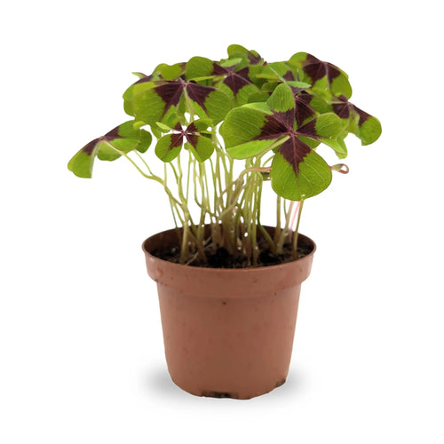 Oxalis deppei | Iron Cross Plant Leaf Culture
