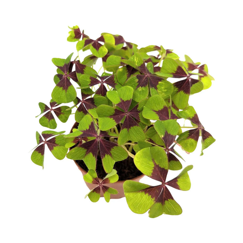 Oxalis deppei | Iron Cross Plant_2_main