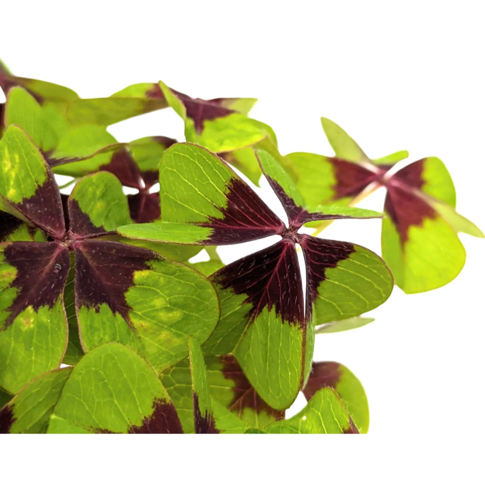 Oxalis deppei | Iron Cross Plant_3_main