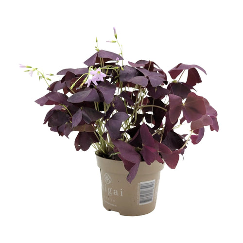Oxalis triangularis Mijke Leaf Culture