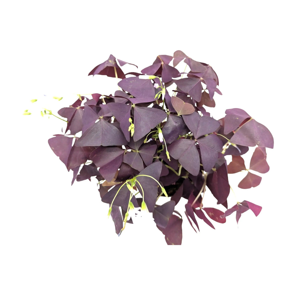 Oxalis triangularis Mijke_2_main