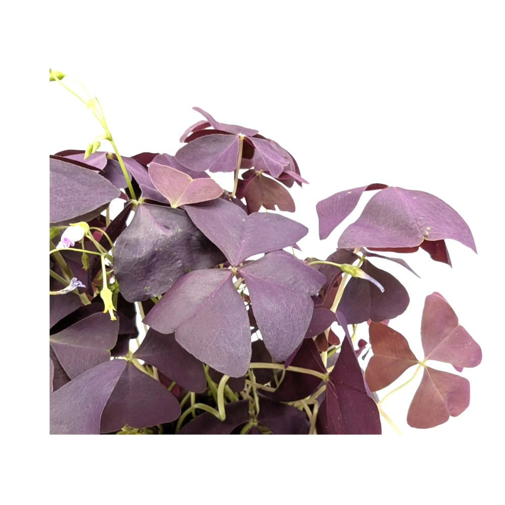 Oxalis triangularis Mijke_3_main