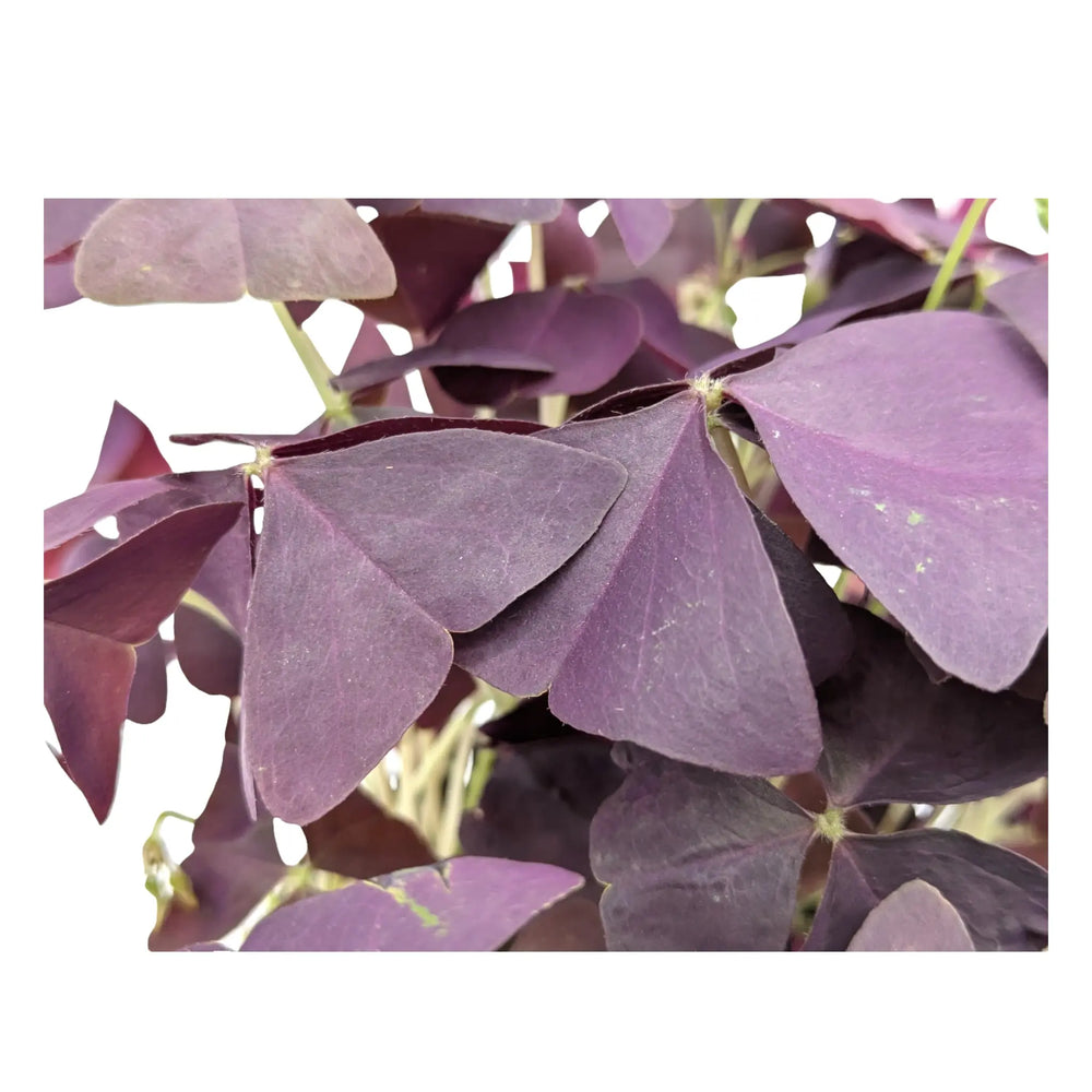 Oxalis triangularis Mijke_4_main