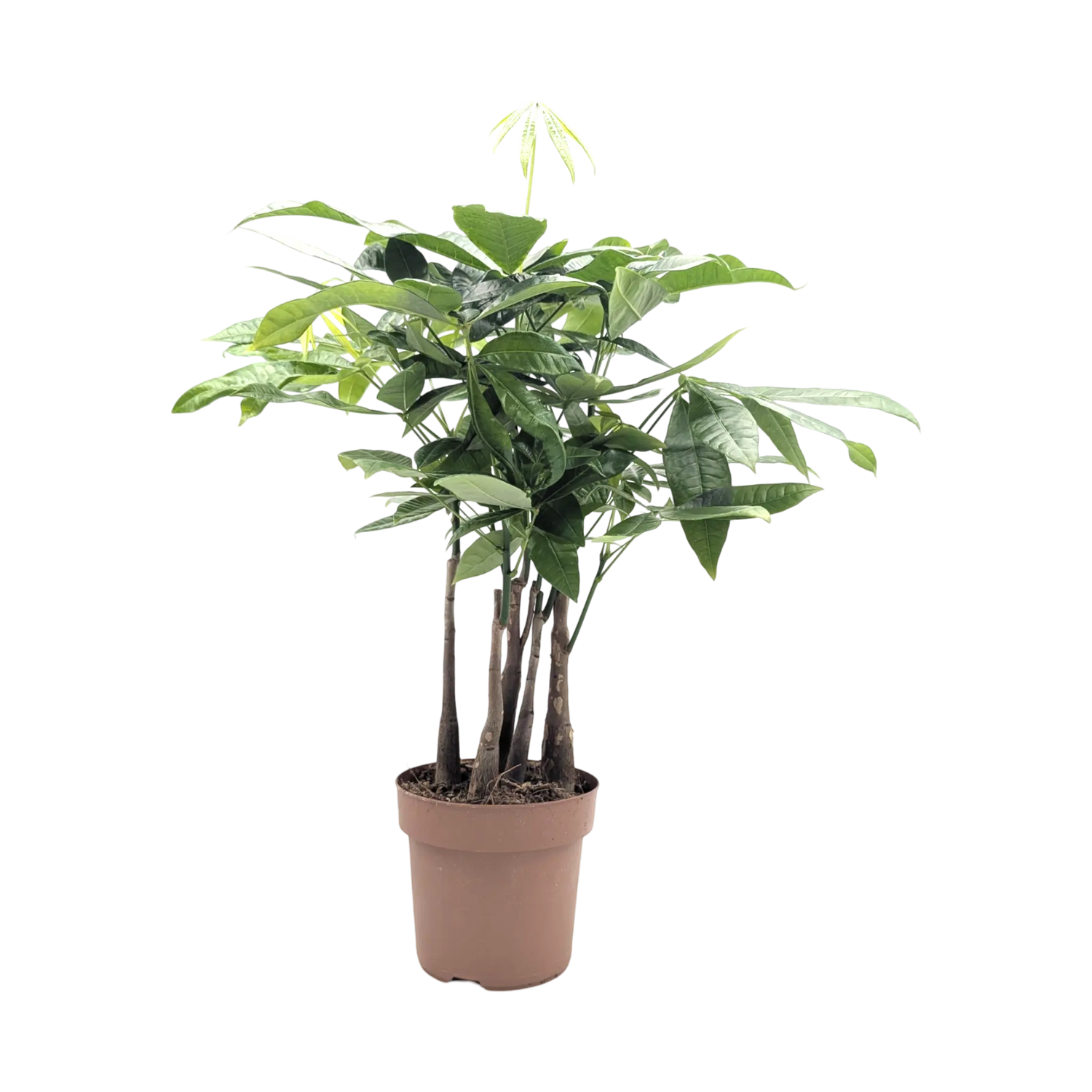 Pachira aquatica Braided Stem - Money Tree Leaf Culture