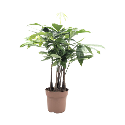 Pachira aquatica Braided Stem - Money Tree Leaf Culture