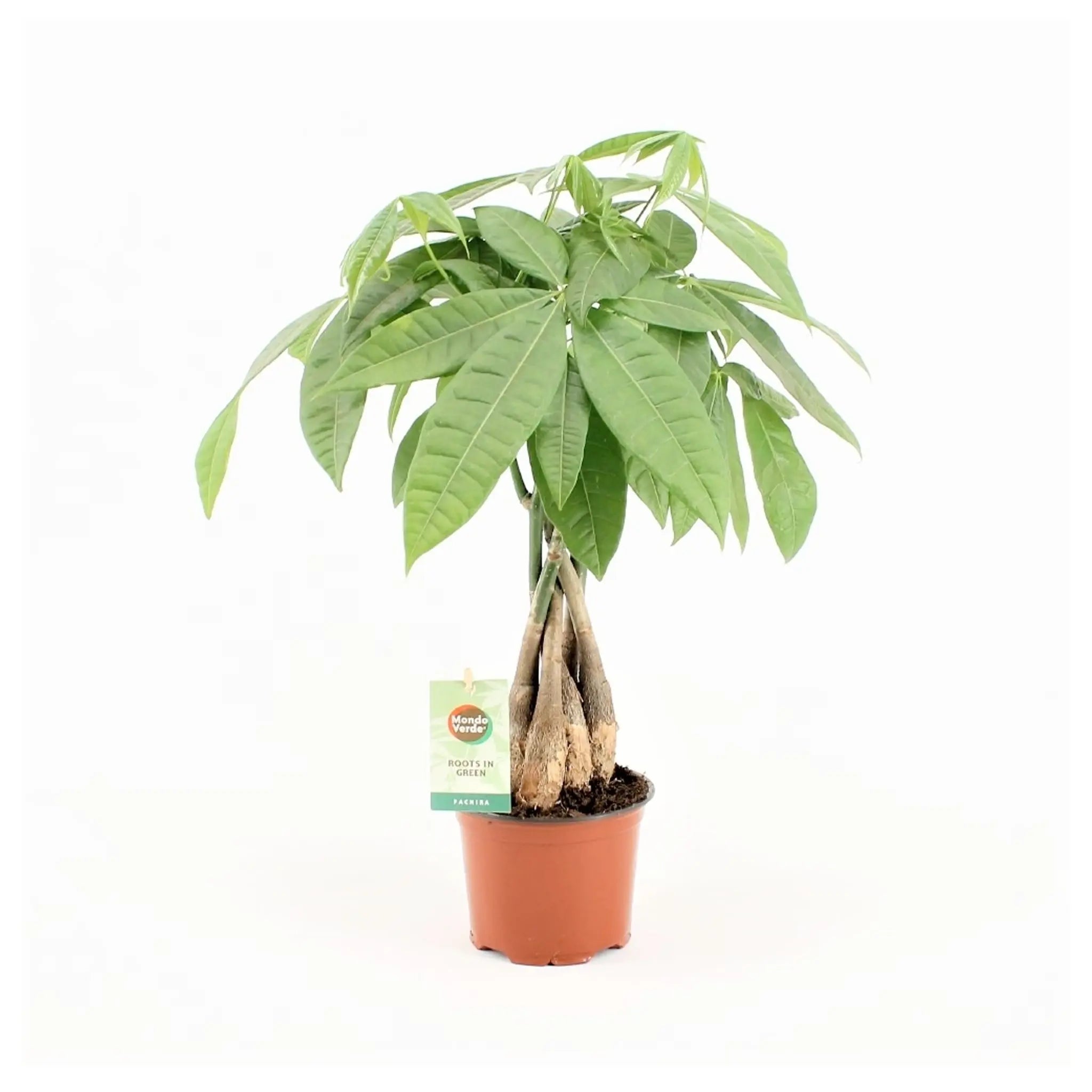 Pachira aquatica Braided Stem - Money Tree Oz