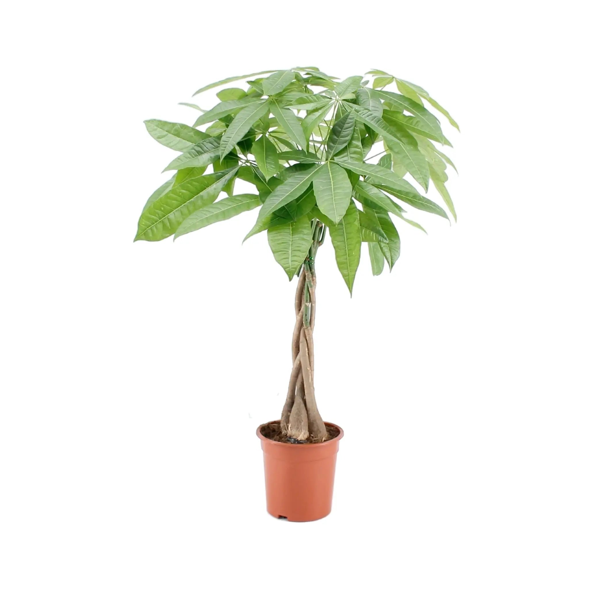 Pachira aquatica Braided Stem Money Tree