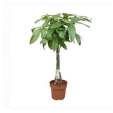Pachira aquatica Braided Stem - Money Tree Oz