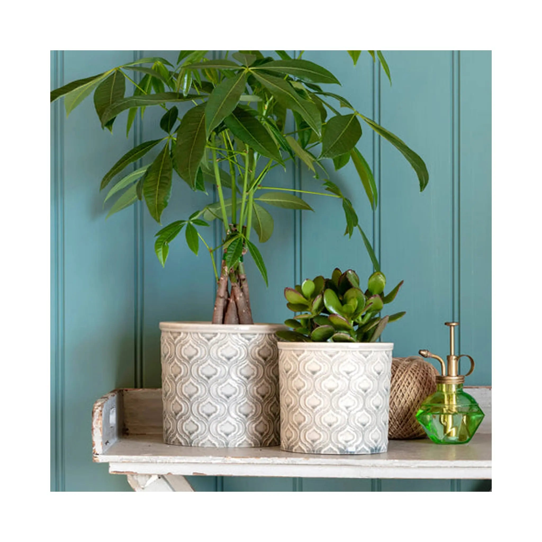 Pachira aquatica Braided Stem - Money Tree Oz