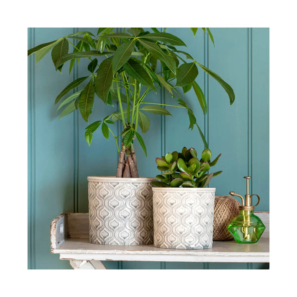 Pachira aquatica - Money Tree_5_main