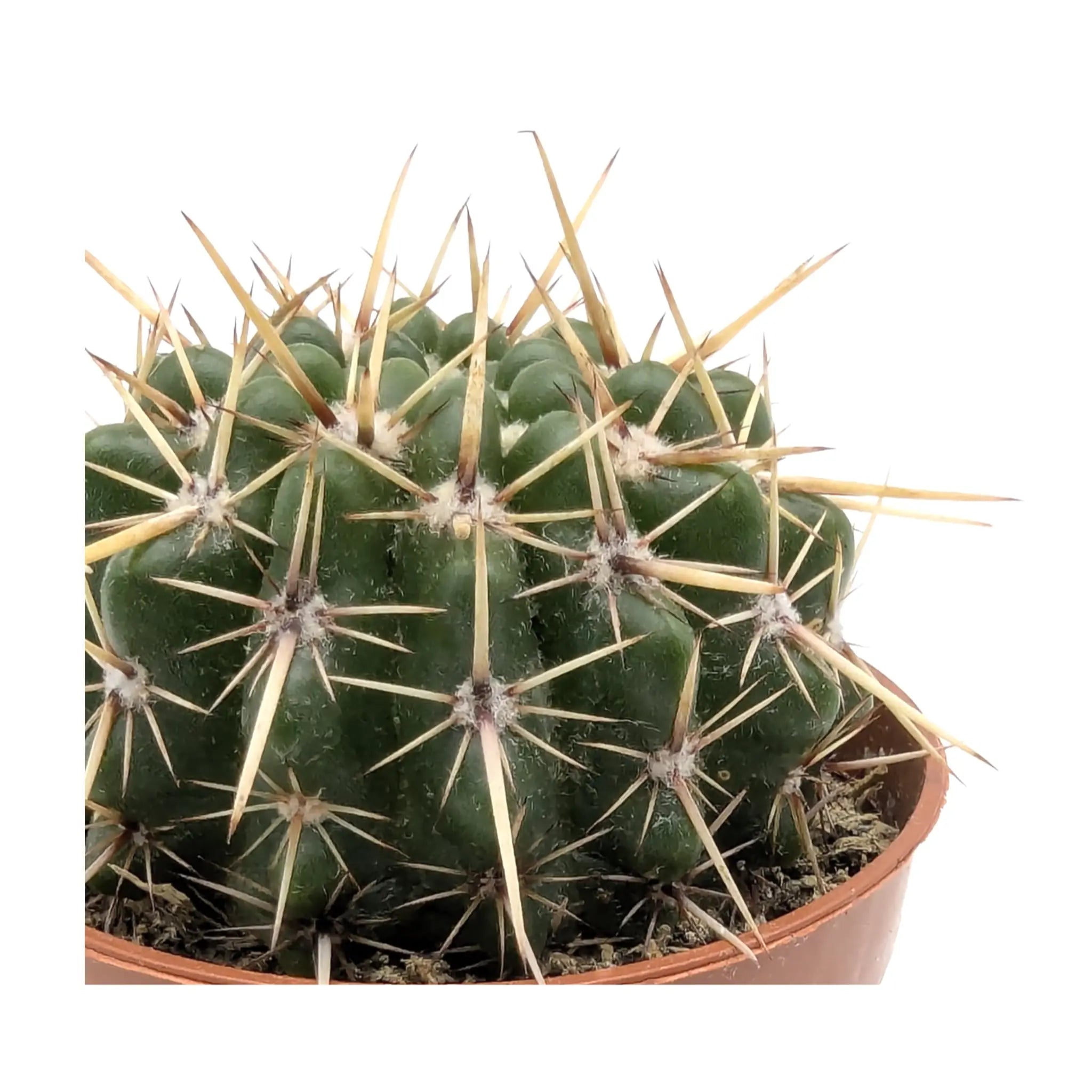 Parodia mammulosa | Ball Cactus Leaf Culture