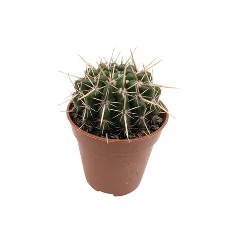 Parodia mammulosa | Ball Cactus Leaf Culture