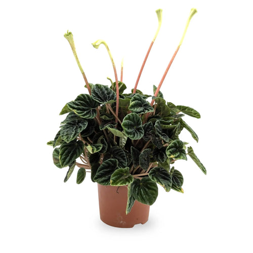 Peperomia Lilian Leaf Culture