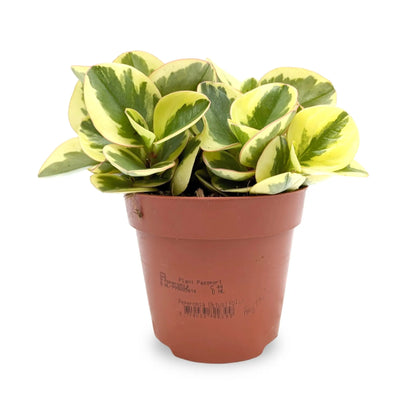 Peperomia Obtipan Bicolour Leaf Culture