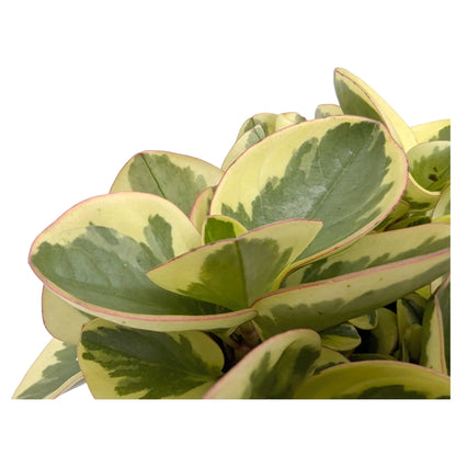 Peperomia Obtipan Bicolour Leaf Culture