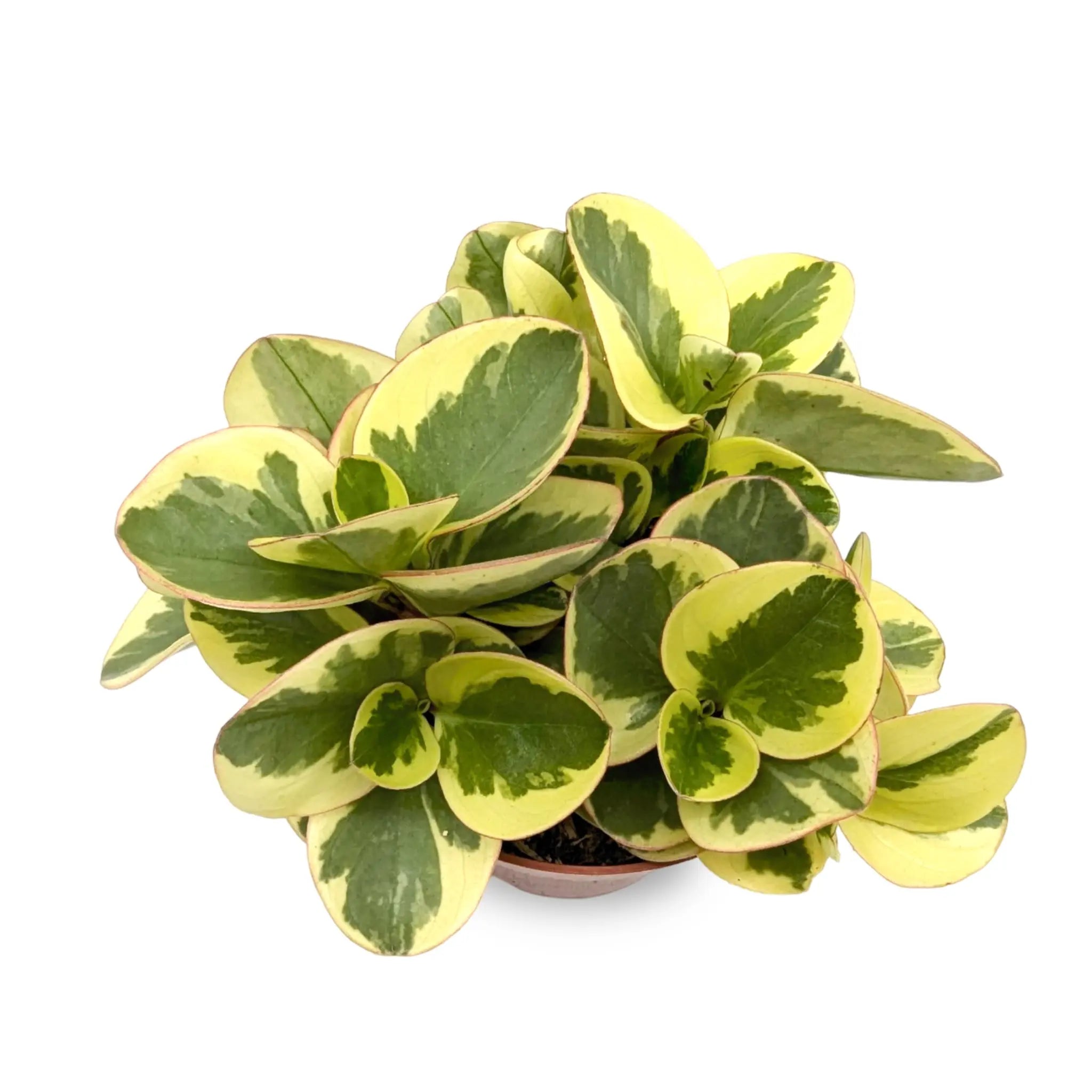 Peperomia Obtipan Bicolour Leaf Culture