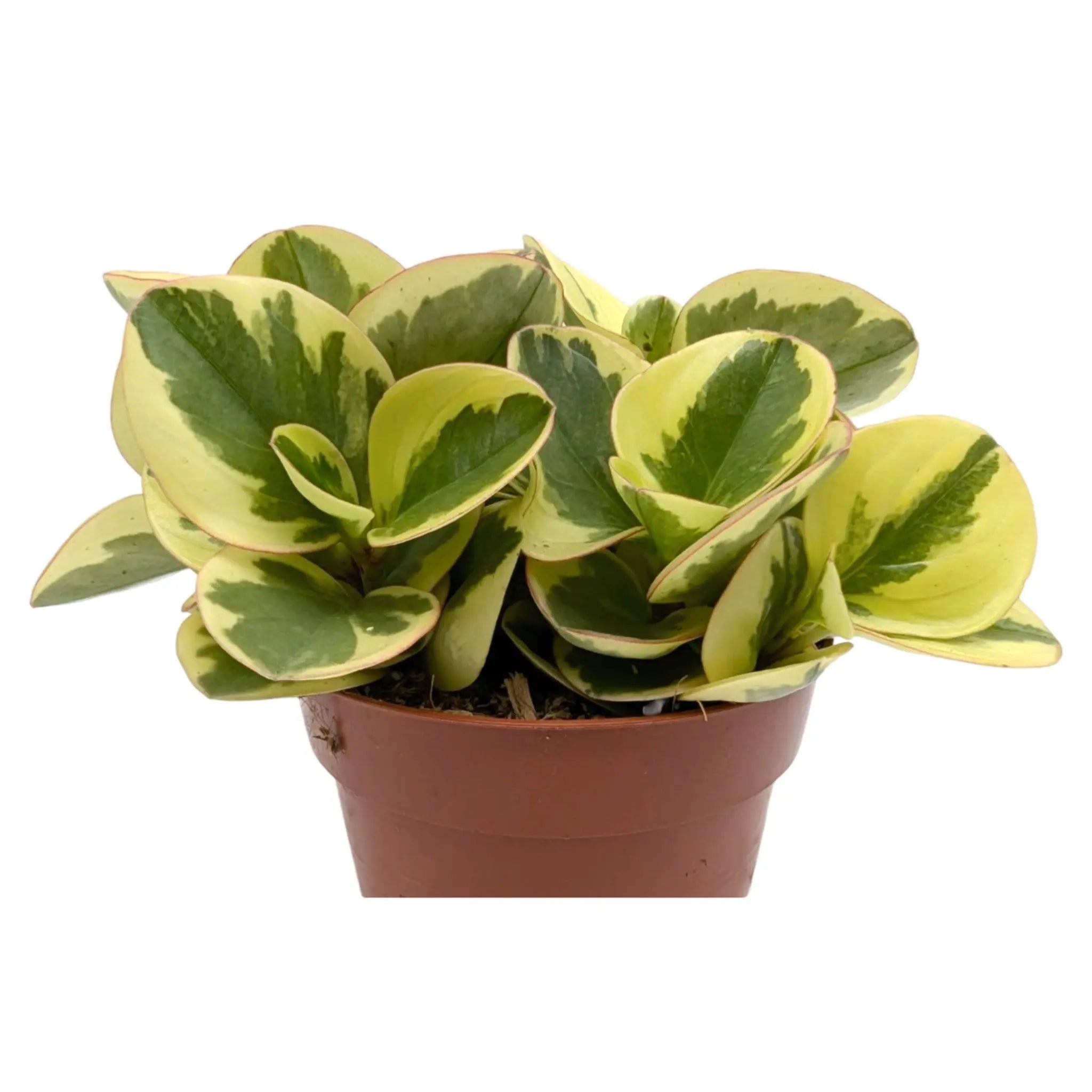 Peperomia Obtipan Bicolour Leaf Culture