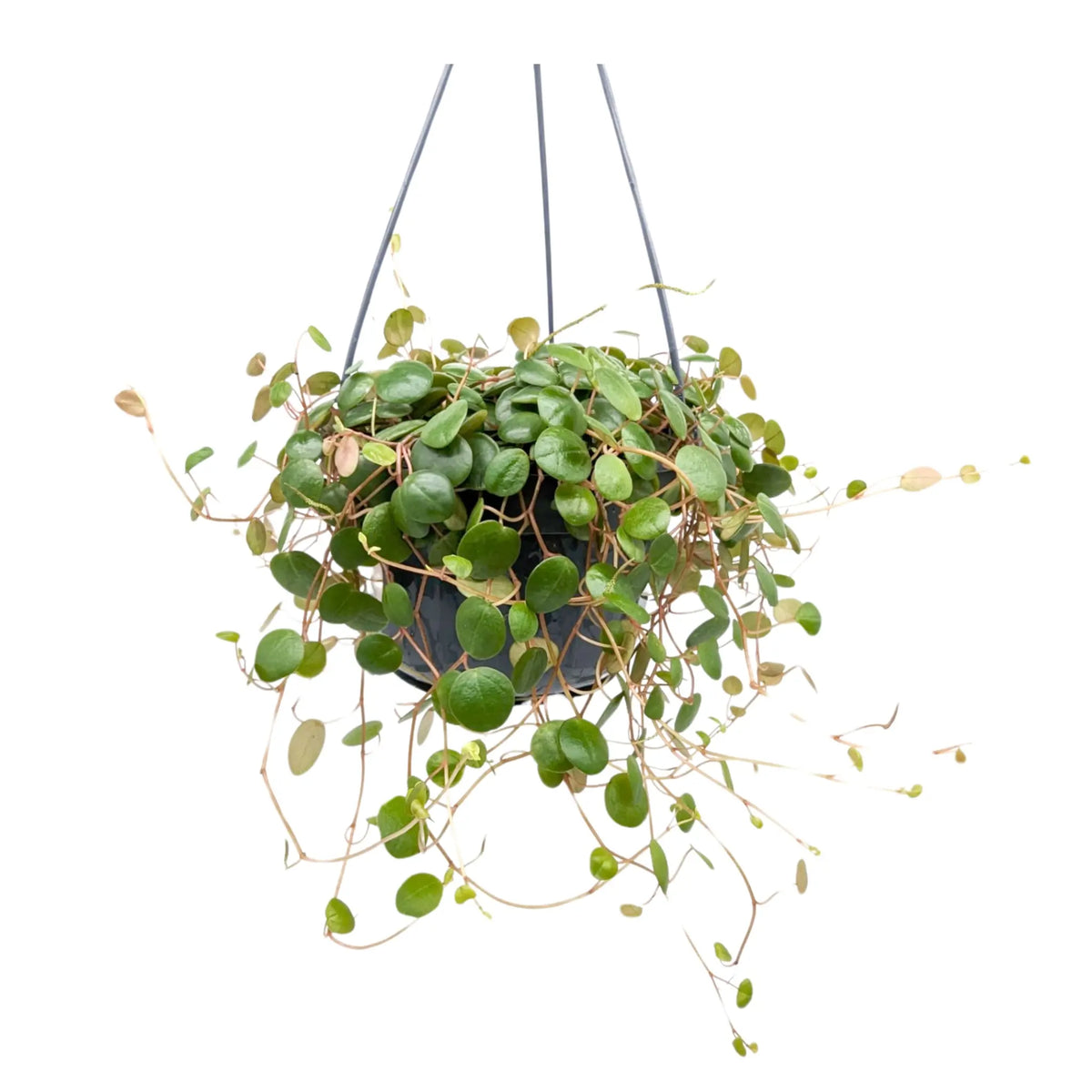 Peperomia Pepperspot Hanging Plant Leaf Culture