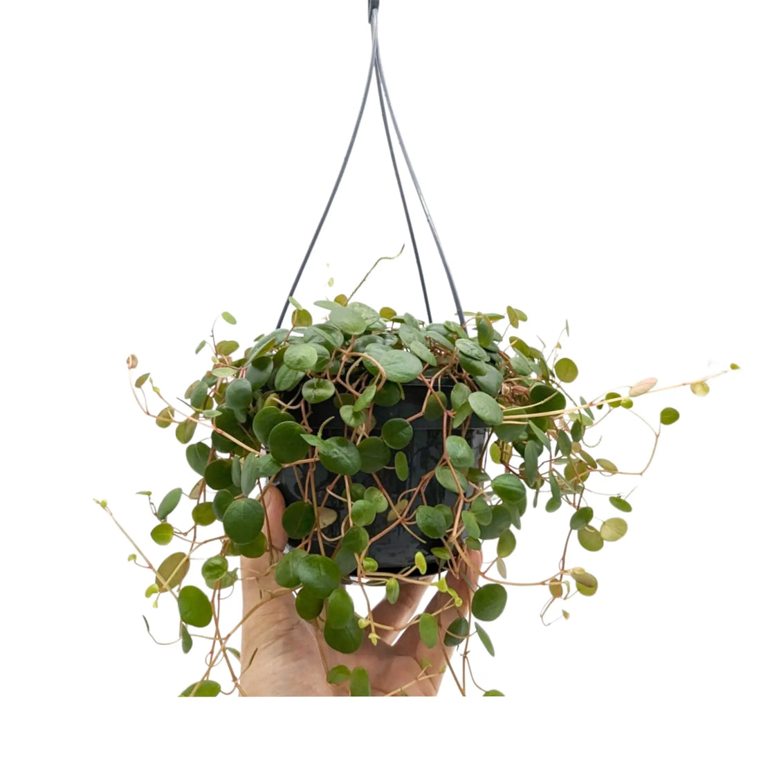 Peperomia Pepperspot Hanging Plant Leaf Culture