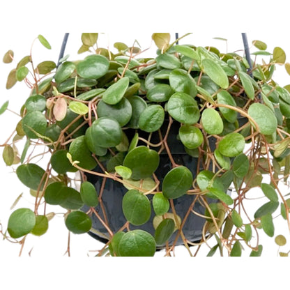 Peperomia Pepperspot Hanging Plant Leaf Culture
