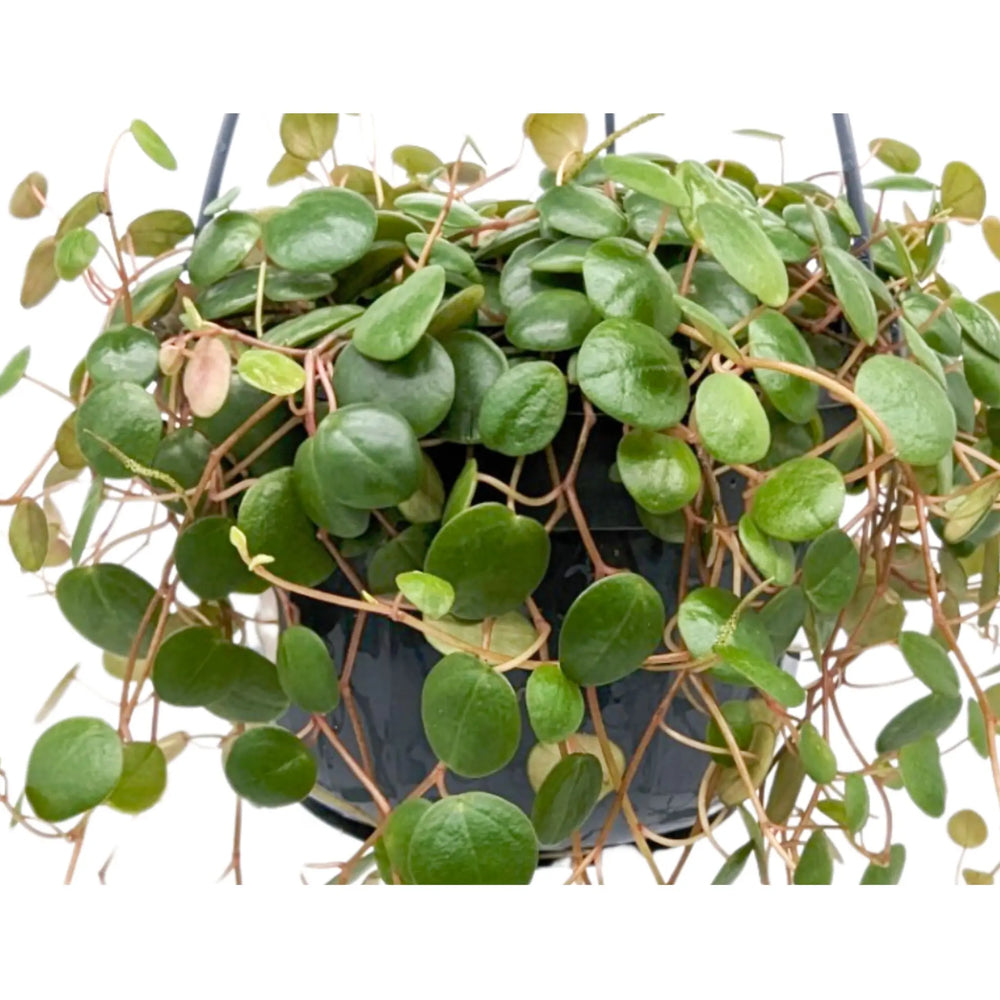 Peperomia Pepperspot Hanging Plant_3_thumb