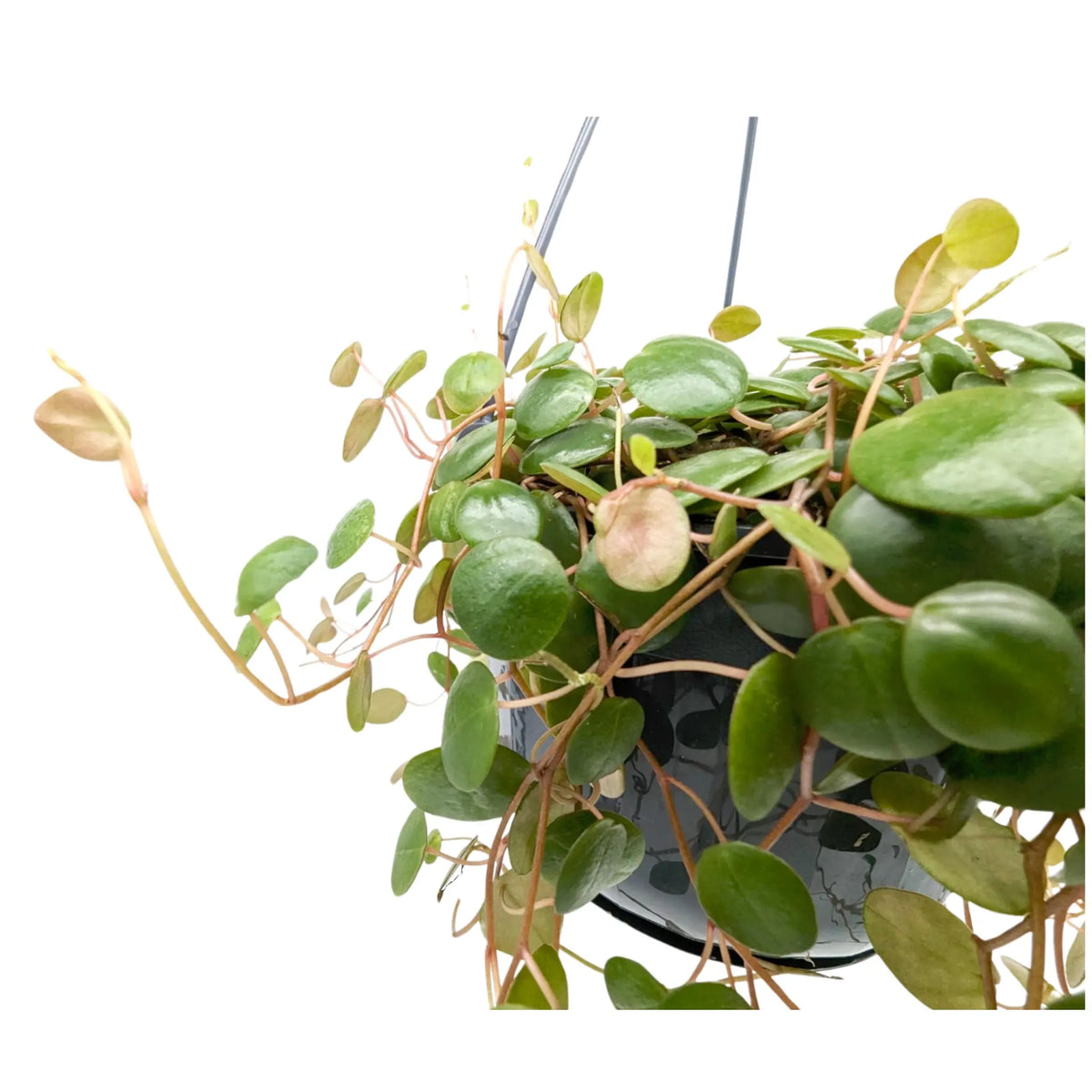 Peperomia Pepperspot Hanging Plant Leaf Culture